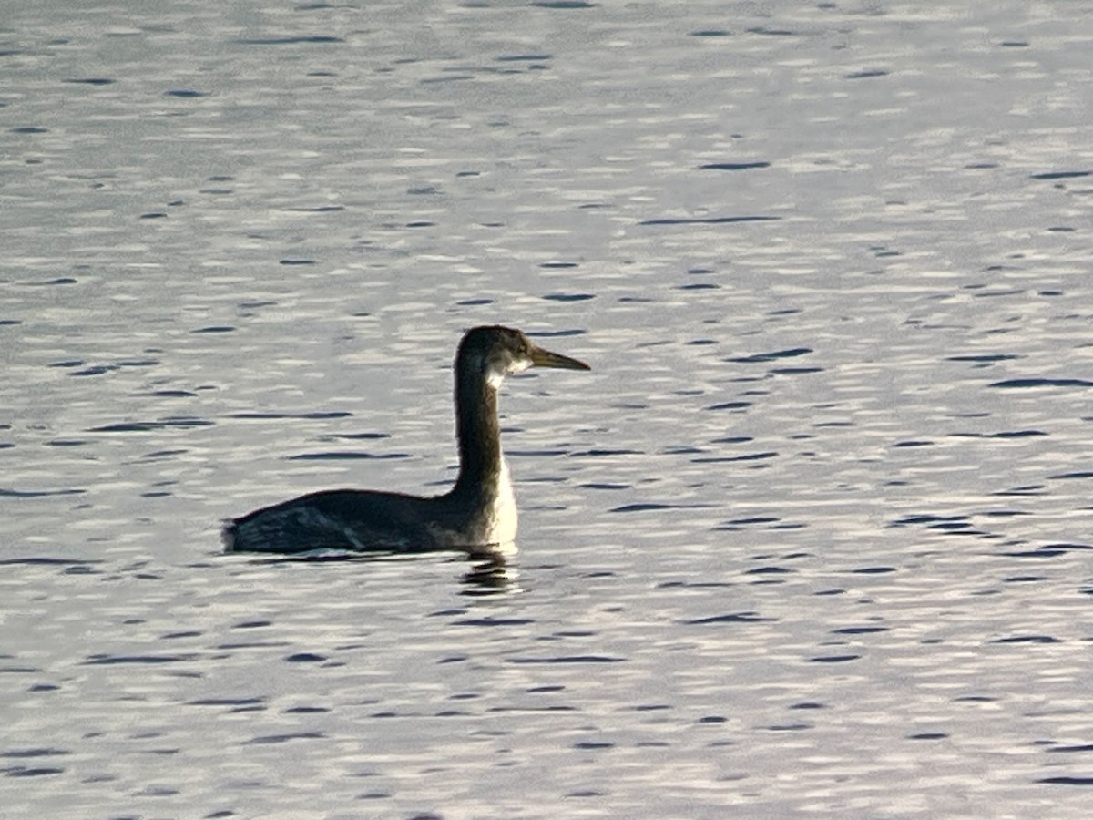 potápka rudokrká - ML644080864