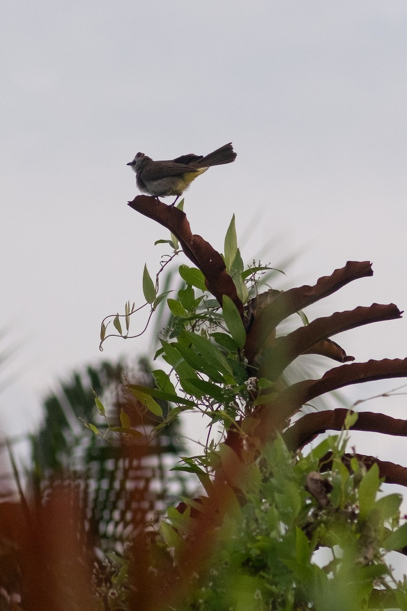 Yellow-vented Bulbul - ML644080868