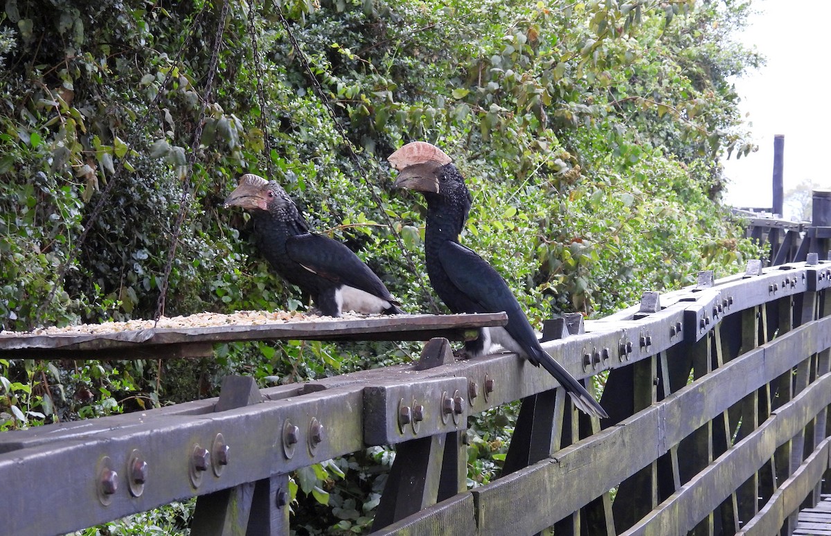 Silberwangen-Hornvogel - ML644080881