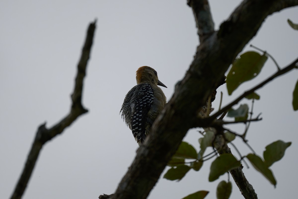 Hoffmann's Woodpecker - Andrew Sheridan