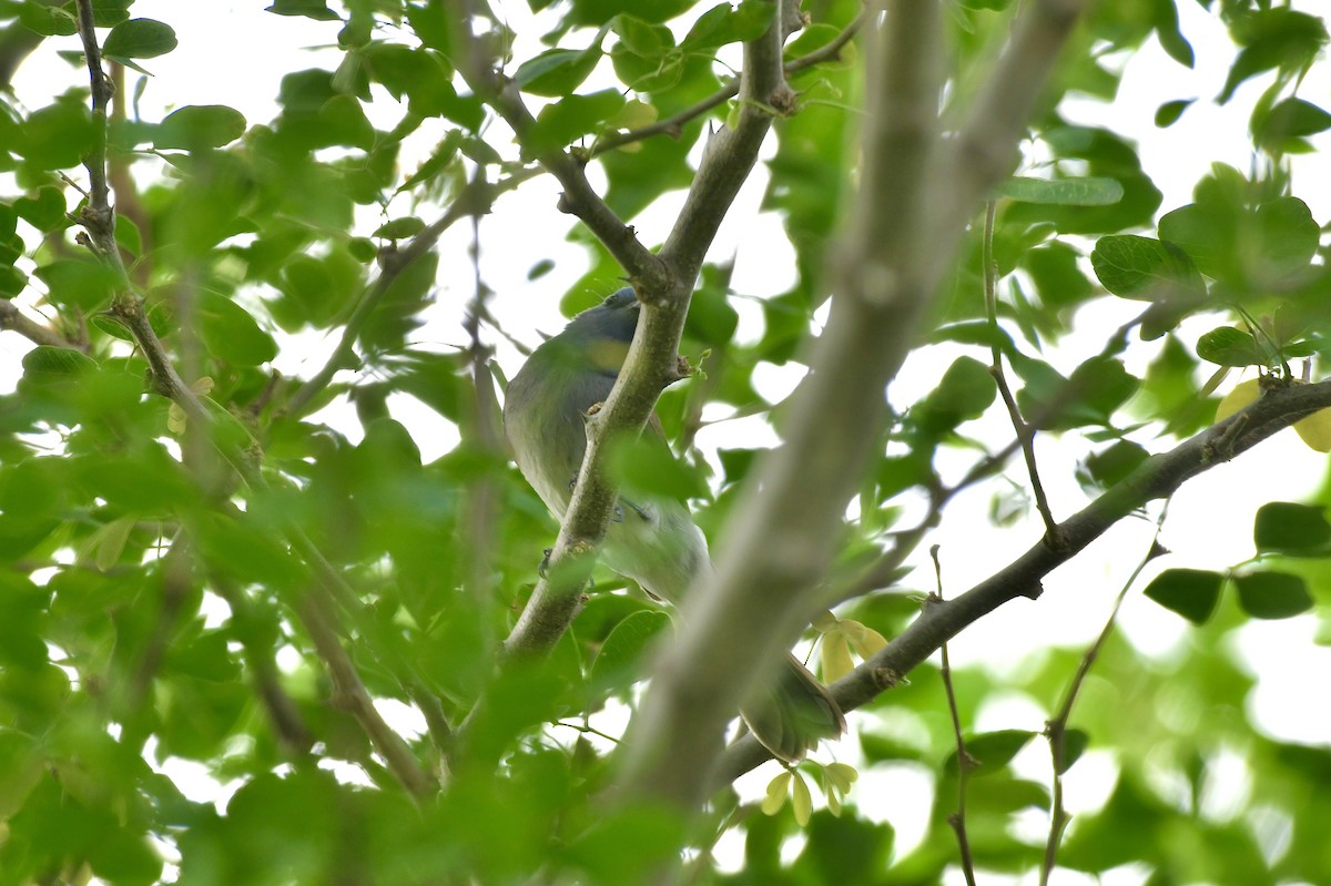 Tchitrec azuré - ML644080892