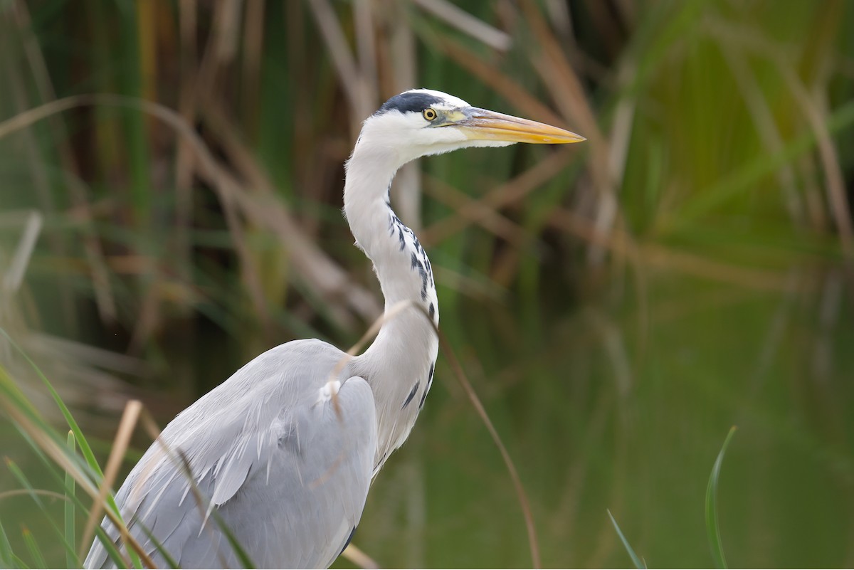Gray Heron - Kevin Honour