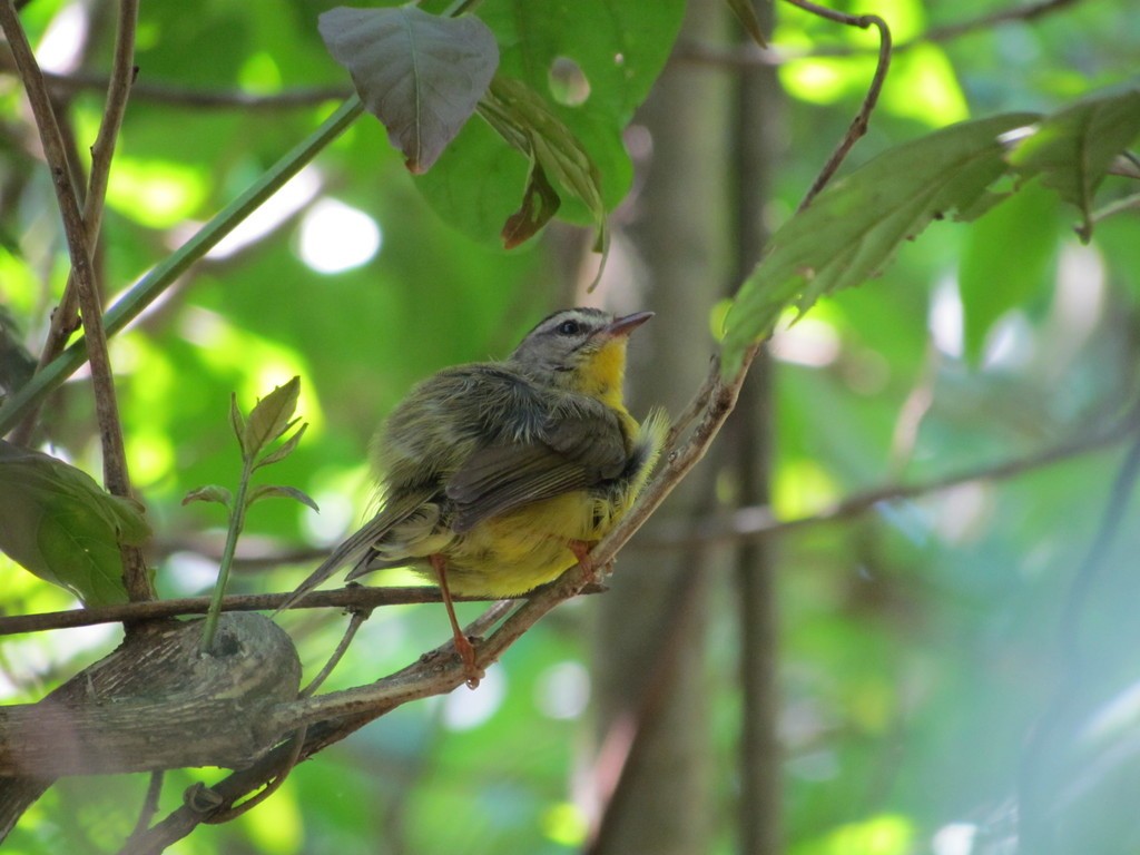 Golden-crowned Warbler - Rodrigo de Lima Verdade
