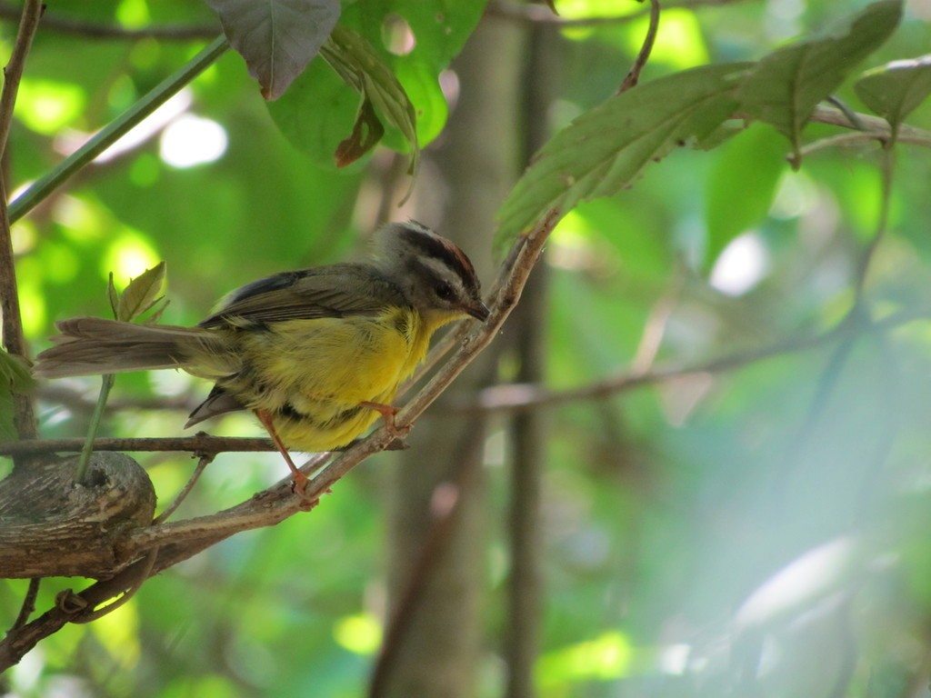 Golden-crowned Warbler - Rodrigo de Lima Verdade