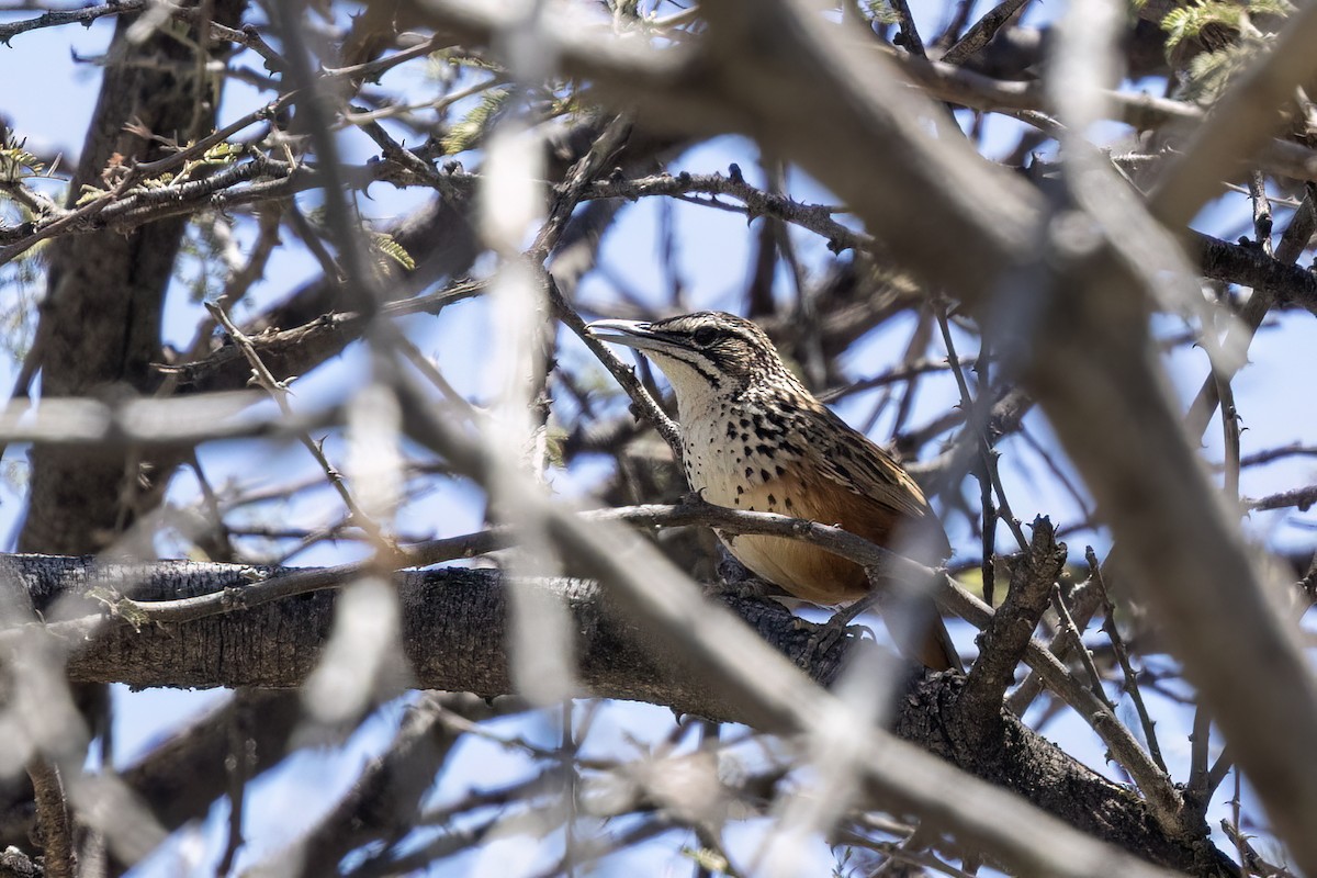 Rockrunner - ML644080914