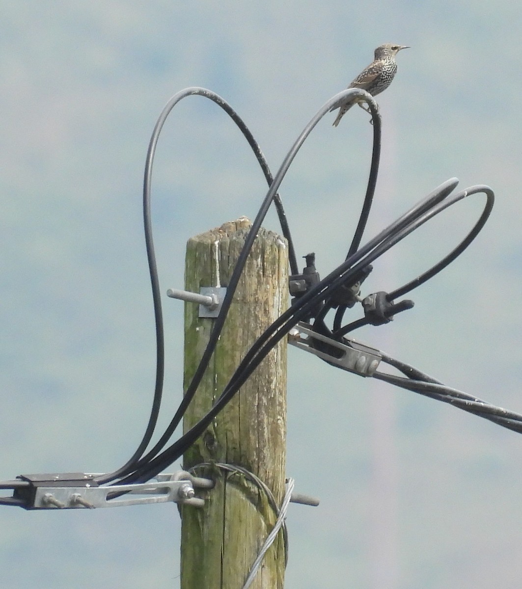 European Starling - ML644080933