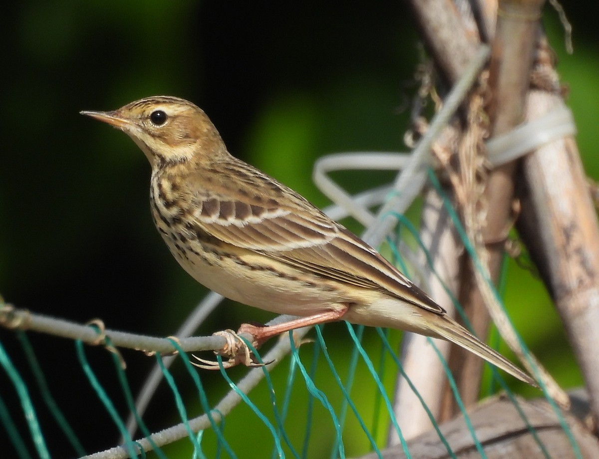 Red-throated Pipit - ML644080950