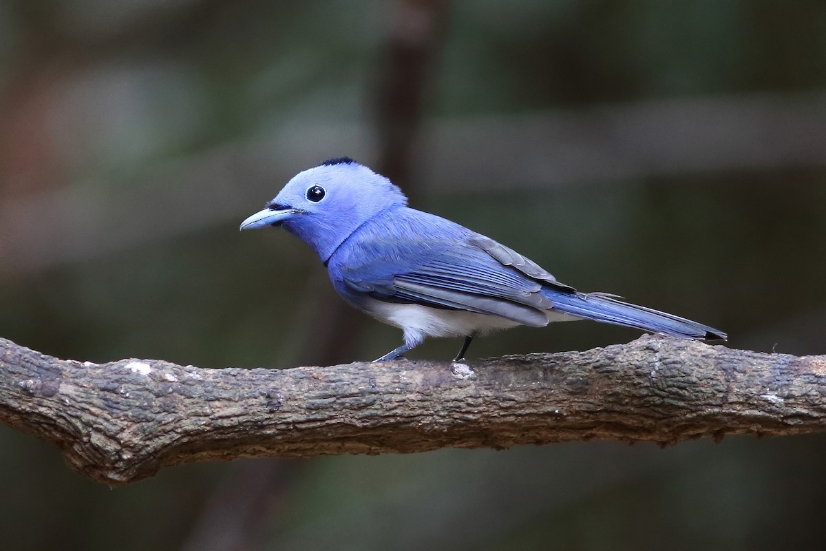 Tchitrec azuré - ML644080953