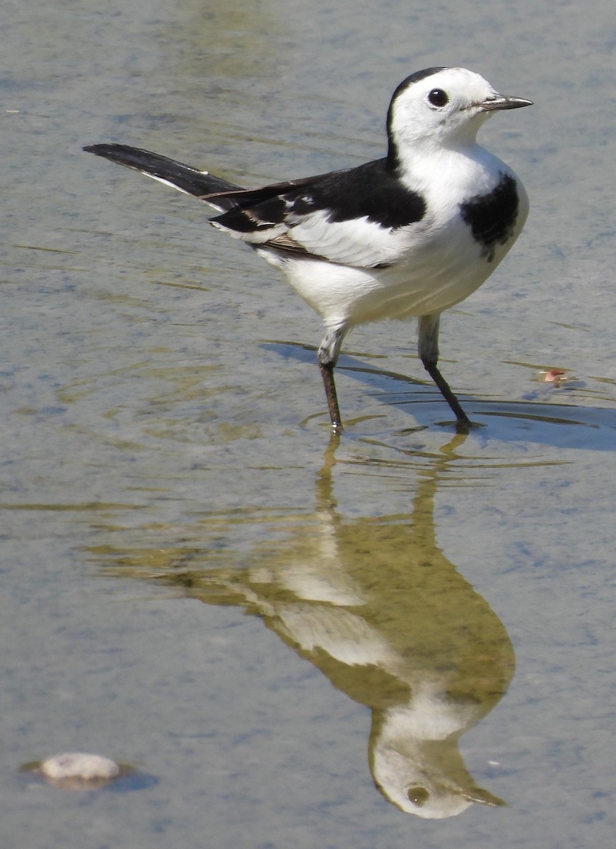 White Wagtail - ML644080955