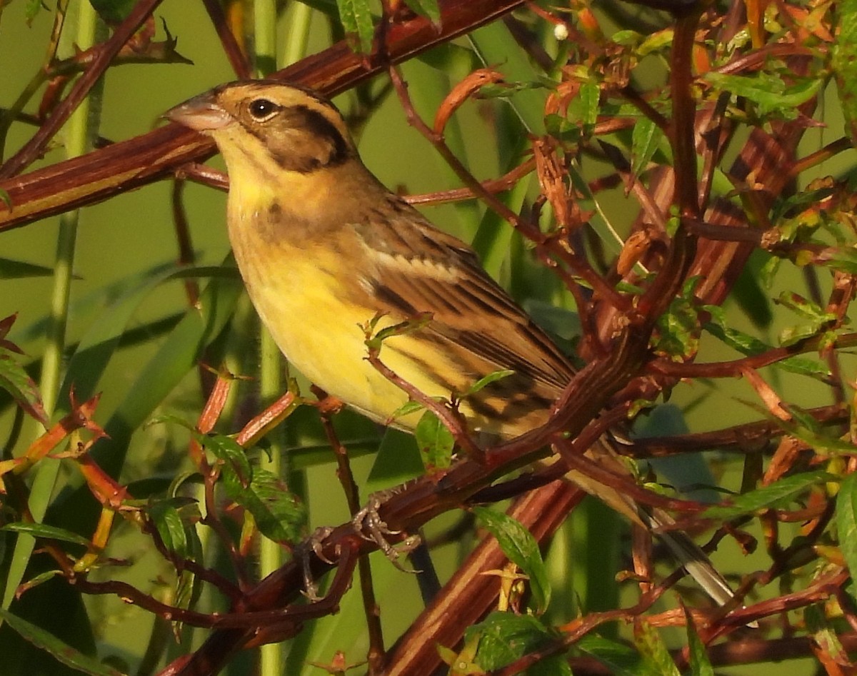 Yellow-breasted Bunting - ML644080958