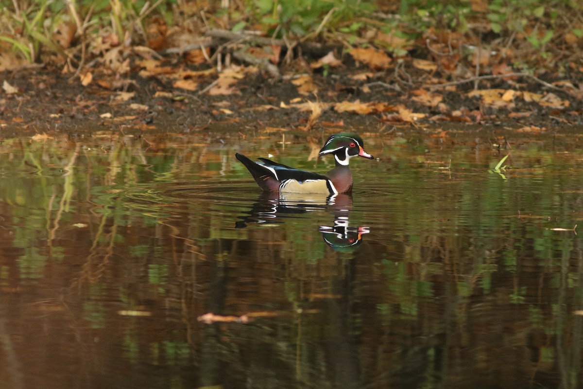 מנדרין אמריקני - ML644080965
