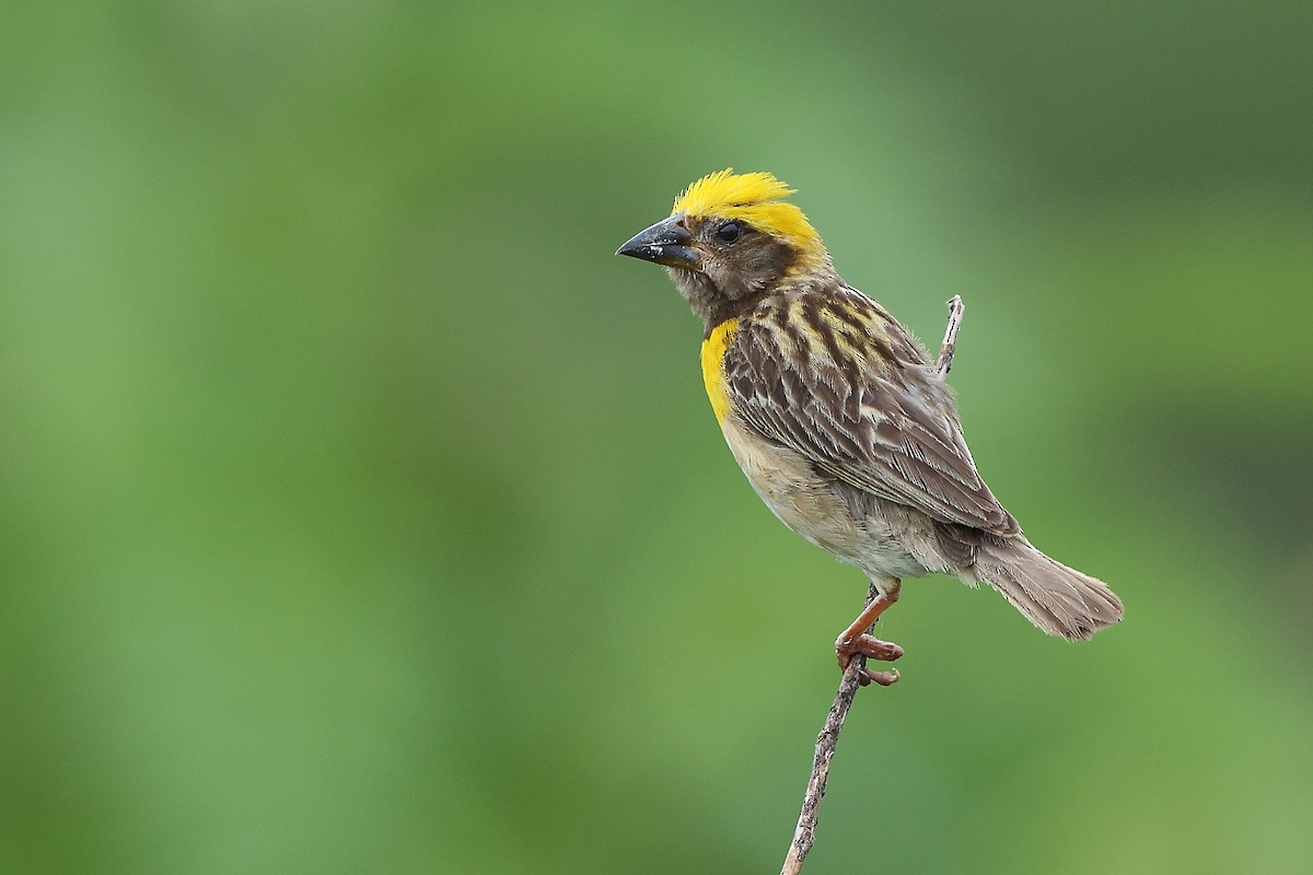 Baya Weaver - ML644080968