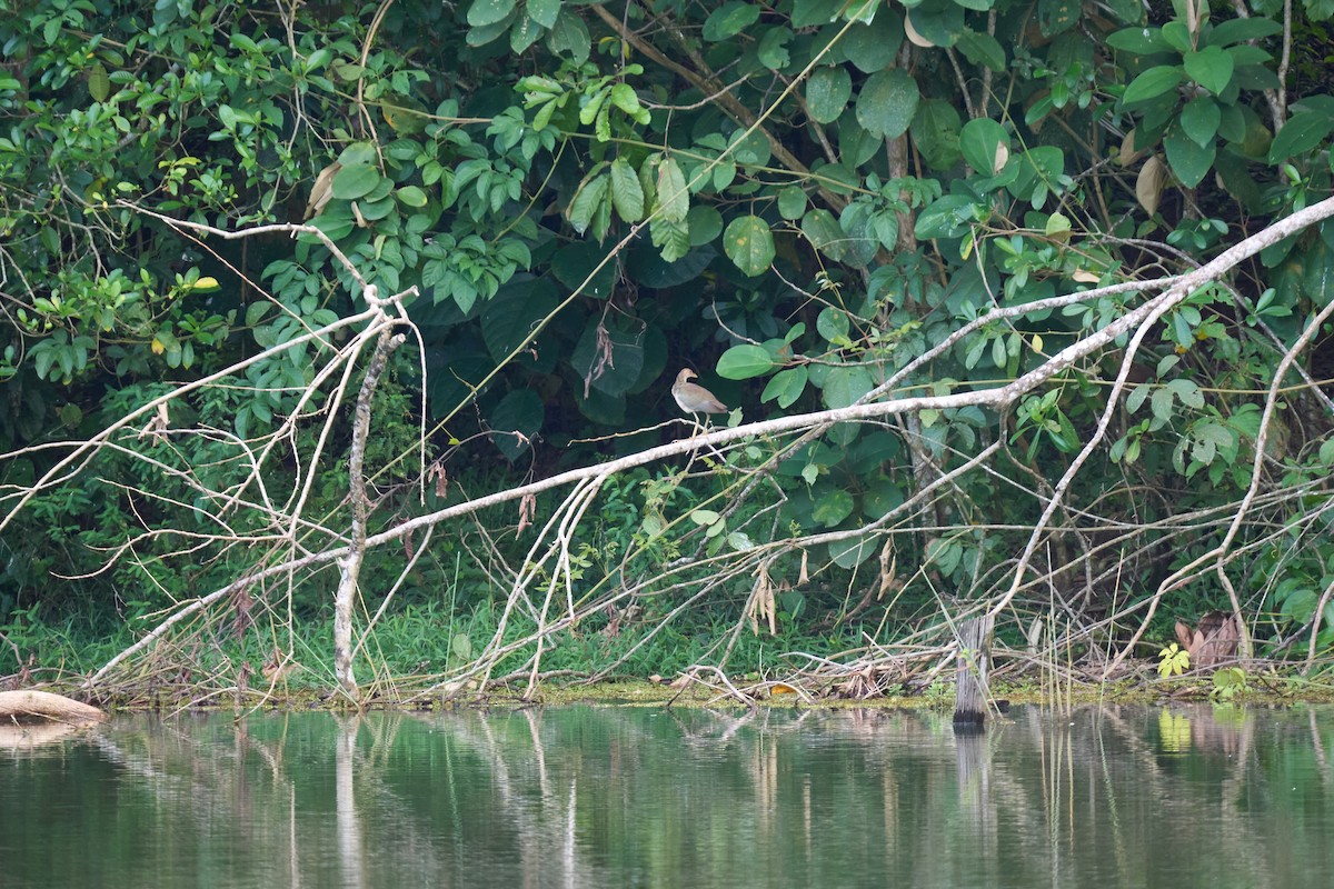 Jacana du Mexique - ML644080993