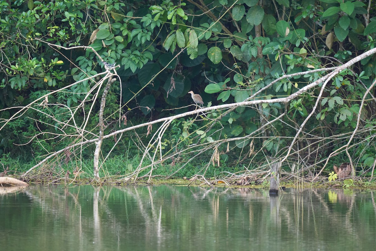 Jacana du Mexique - ML644080994