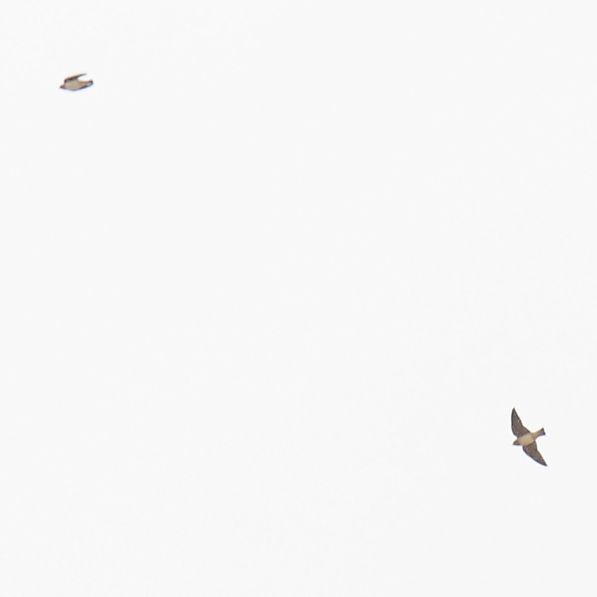 ub. svale (Hirundinidae sp.) - ML644081026