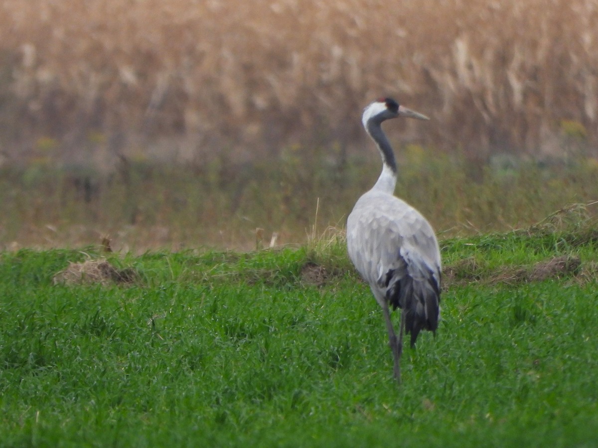 灰鶴 - ML644081037