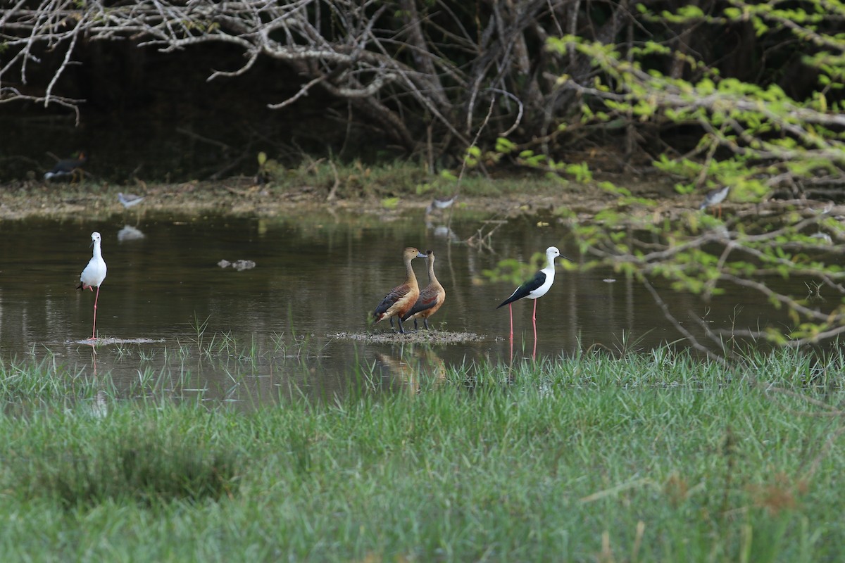 Dendrocygne siffleur - ML644081042