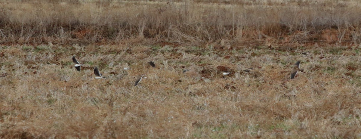 Kalanderlerche - ML644081046