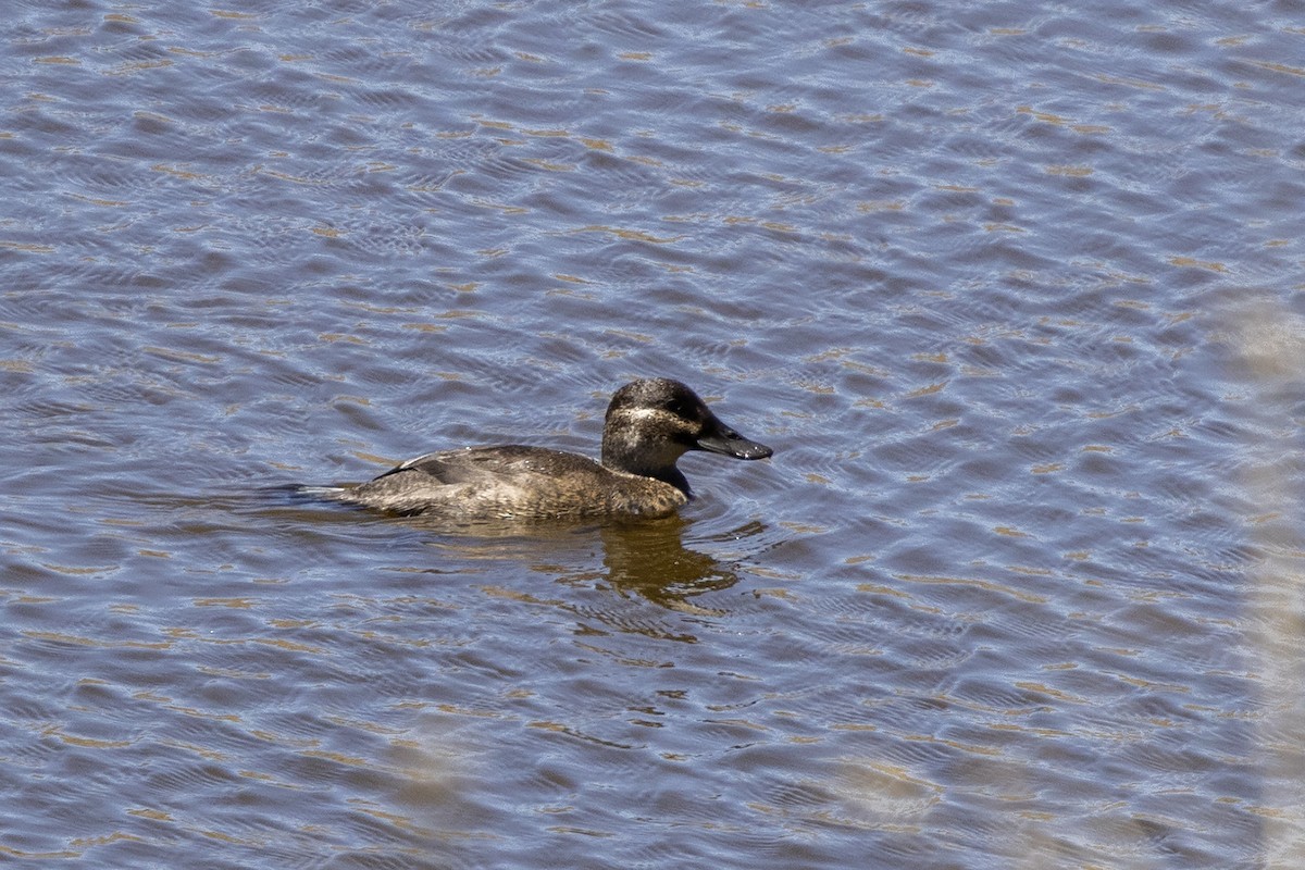 Maccoa Duck - ML644081047