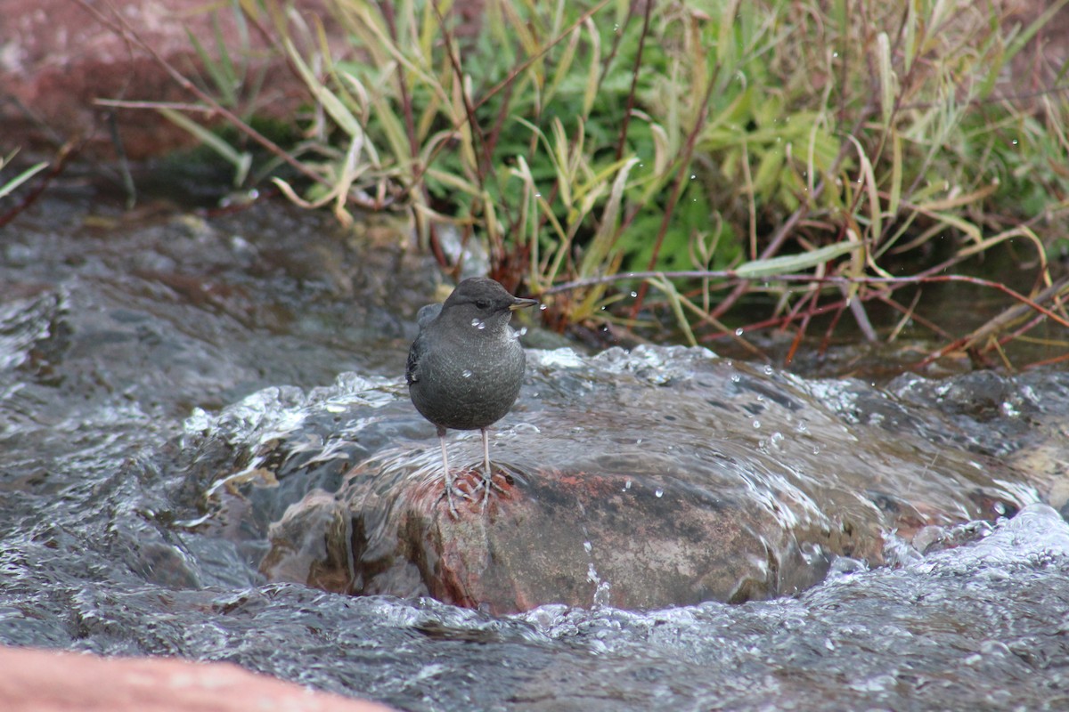 American Dipper - ML644081057