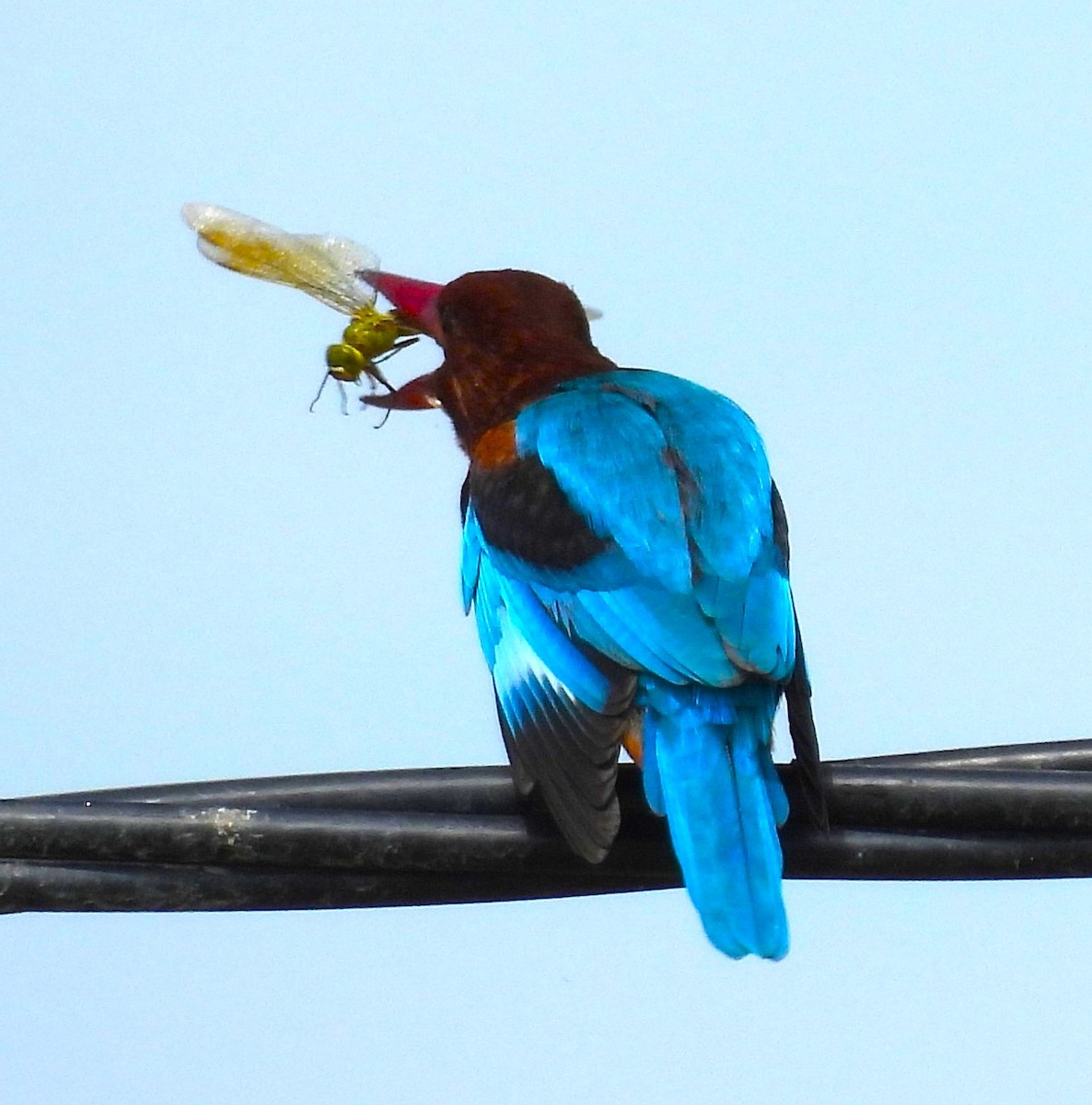 White-throated Kingfisher - ML644081058