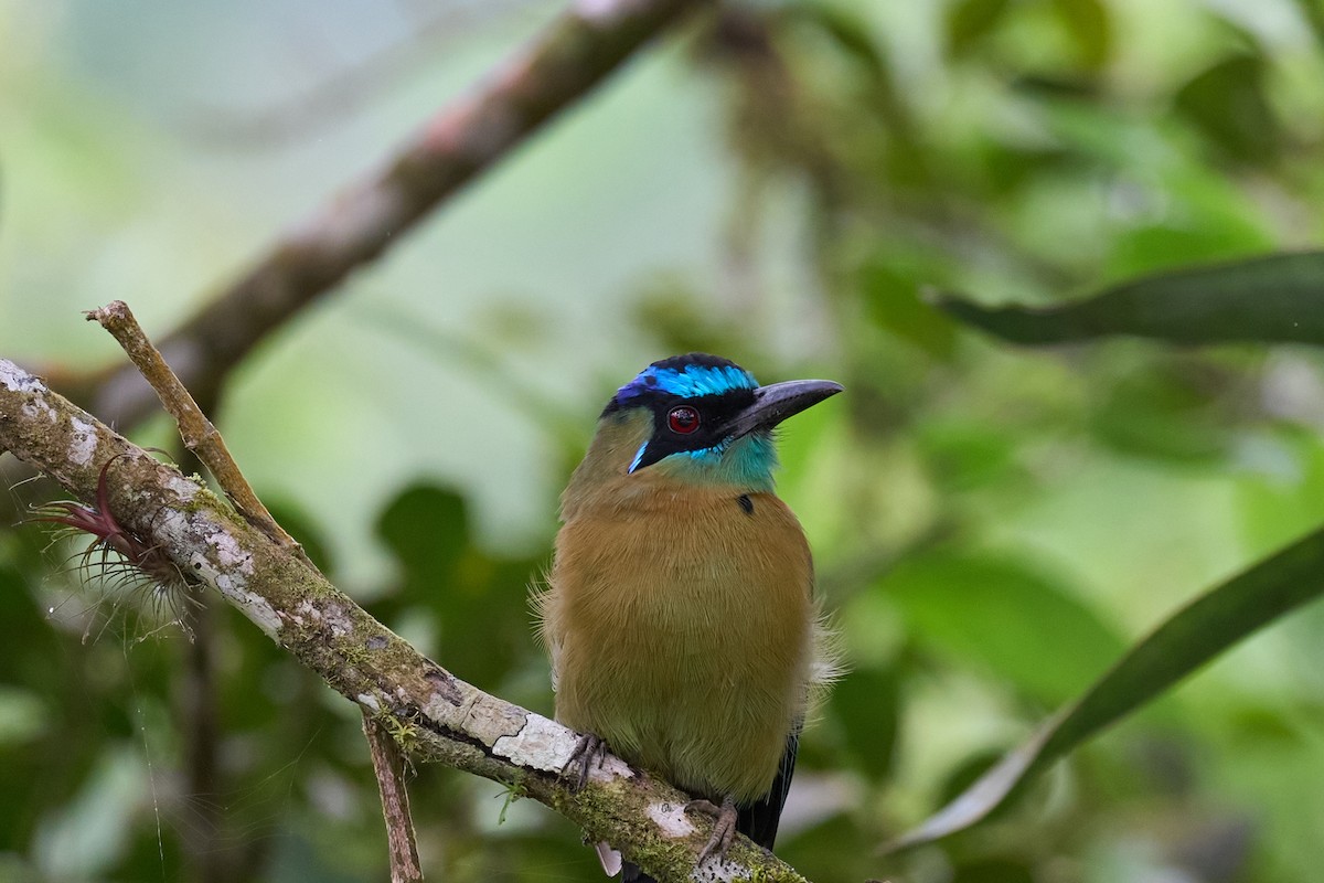 Lesson's Motmot - ML644081059