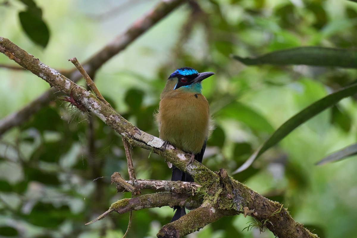 Lesson's Motmot - ML644081060