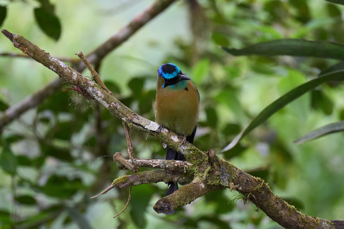 Lesson's Motmot - ML644081061