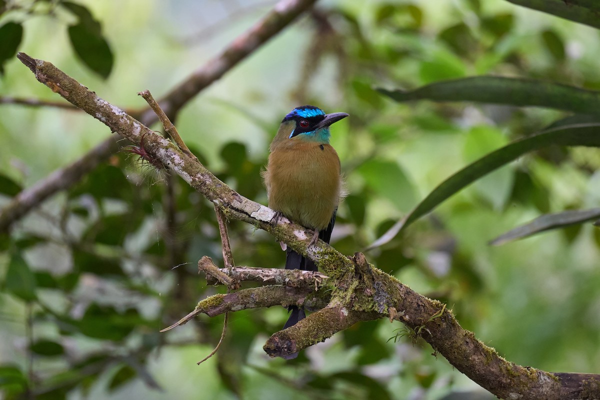 Lesson's Motmot - ML644081062