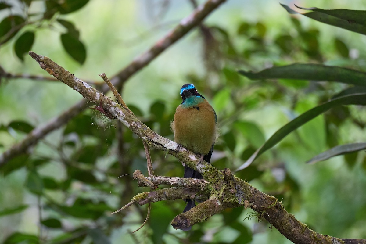 Lesson's Motmot - ML644081063