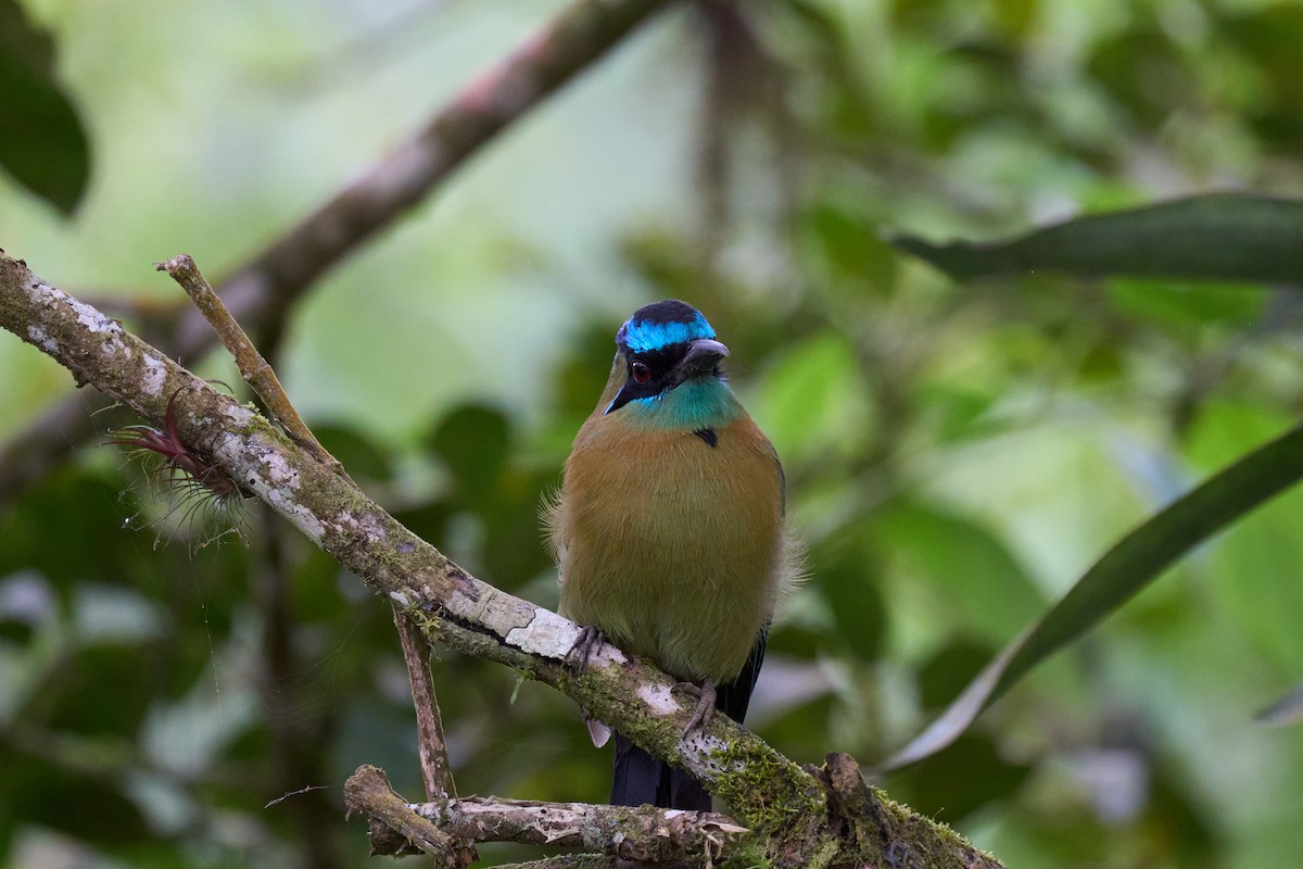 Lesson's Motmot - ML644081064