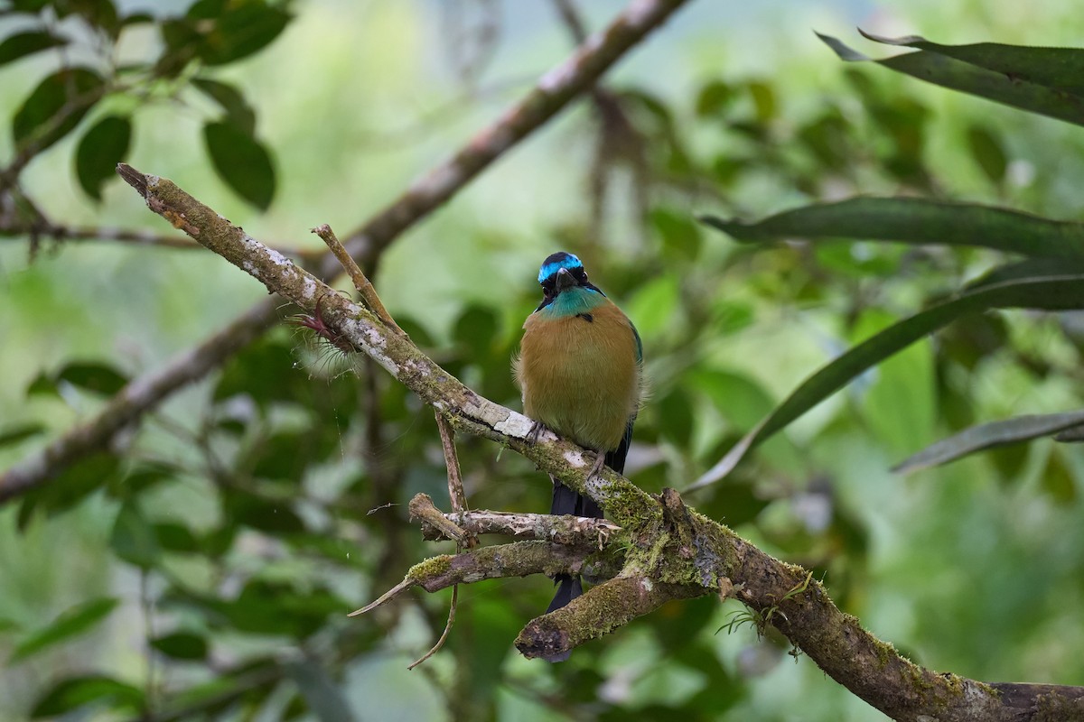 Lesson's Motmot - ML644081065