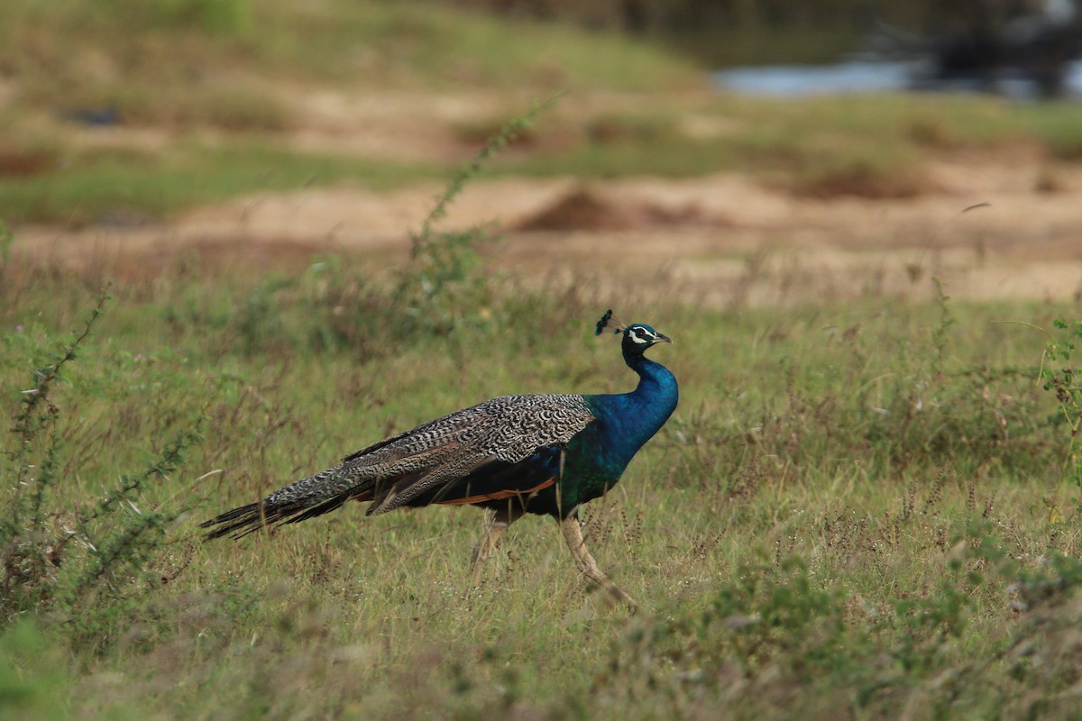 Indian Peafowl - ML644081075