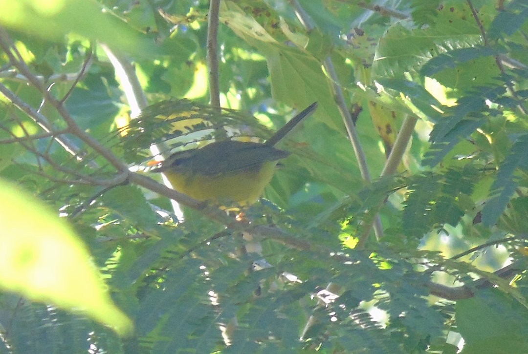 Golden-crowned Warbler - ML644081090