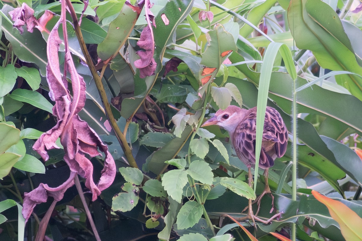 White-browed Crake - ML644081109
