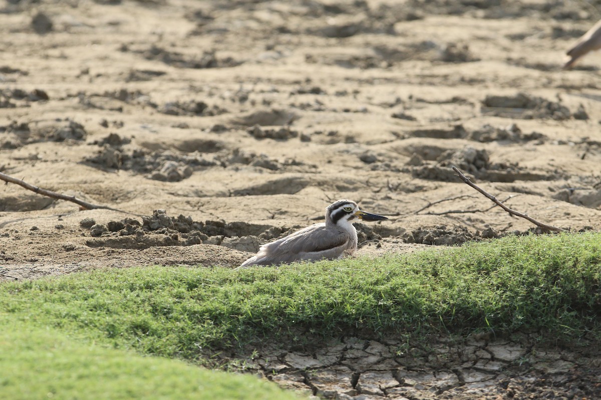 Great Thick-knee - ML644081111