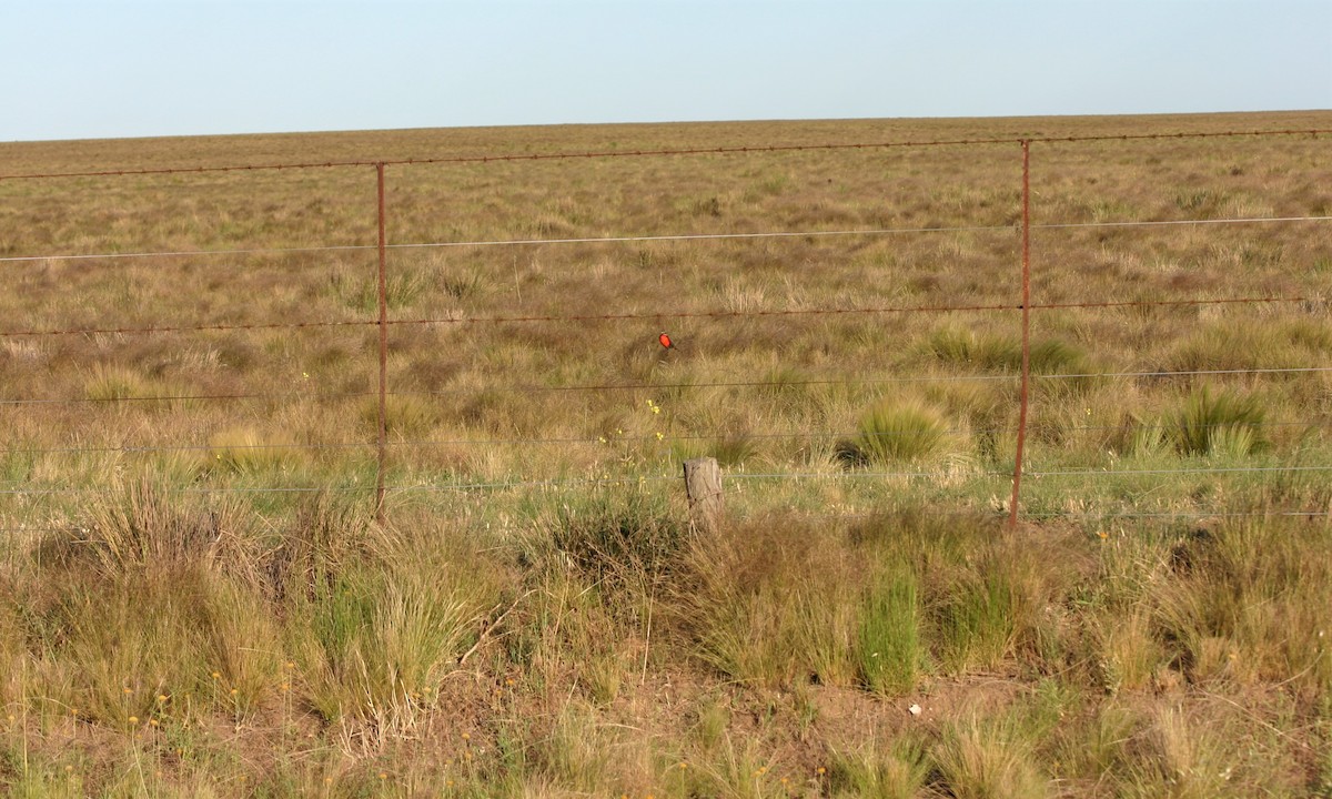 Pampas Meadowlark - ML644081133