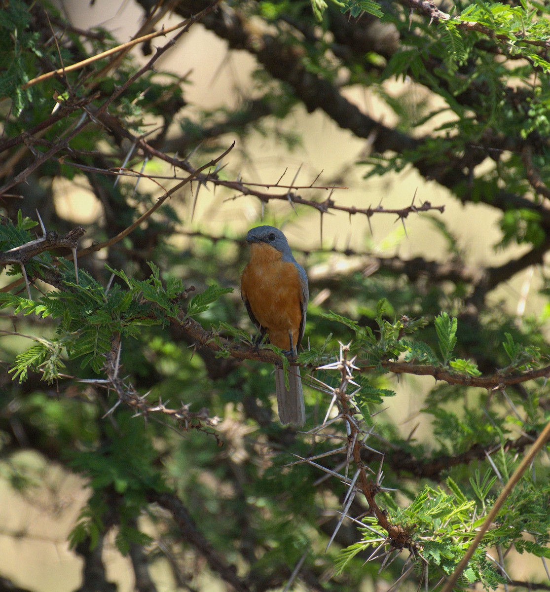 Silverbird - ML644081148