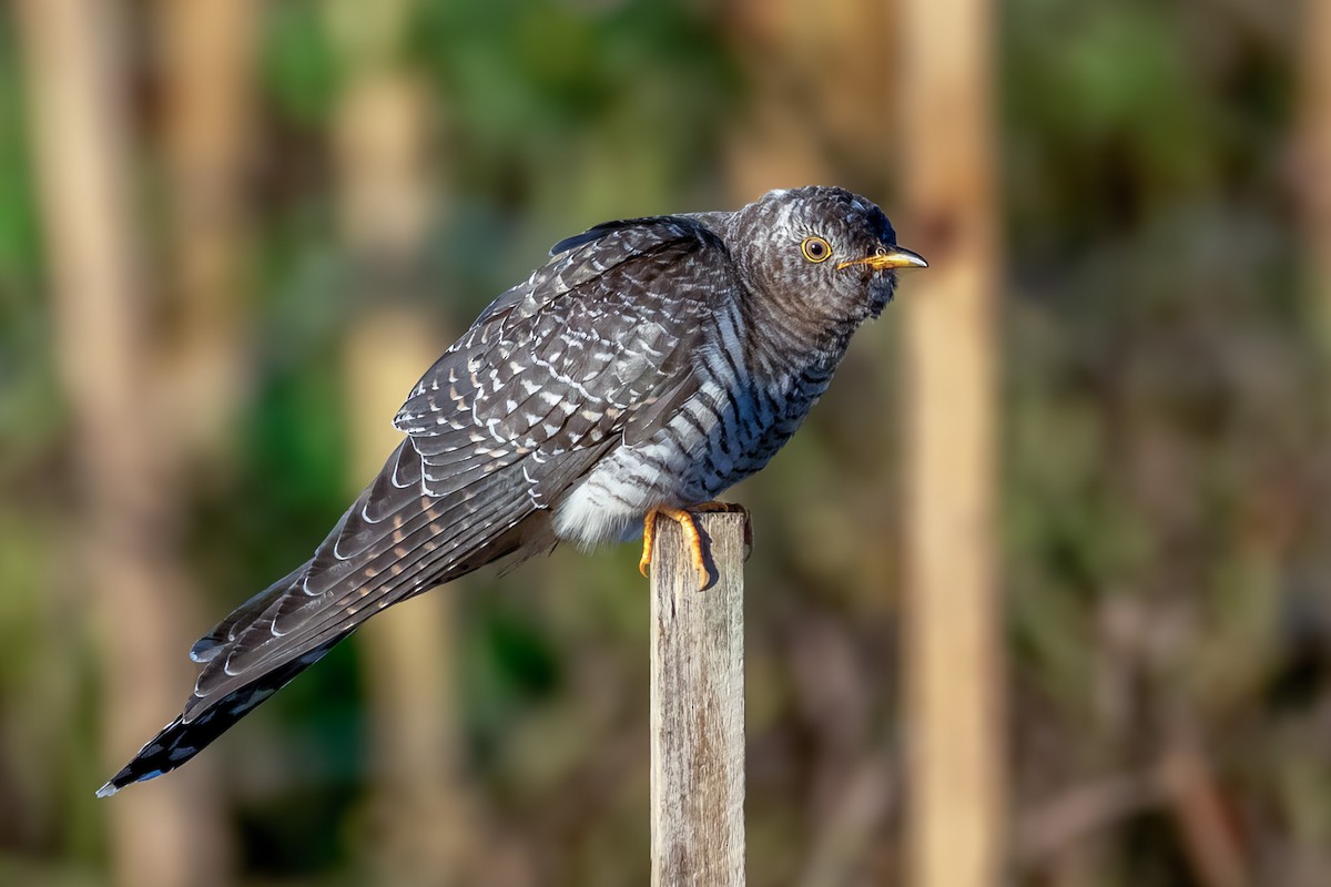 Common Cuckoo - ML644081151
