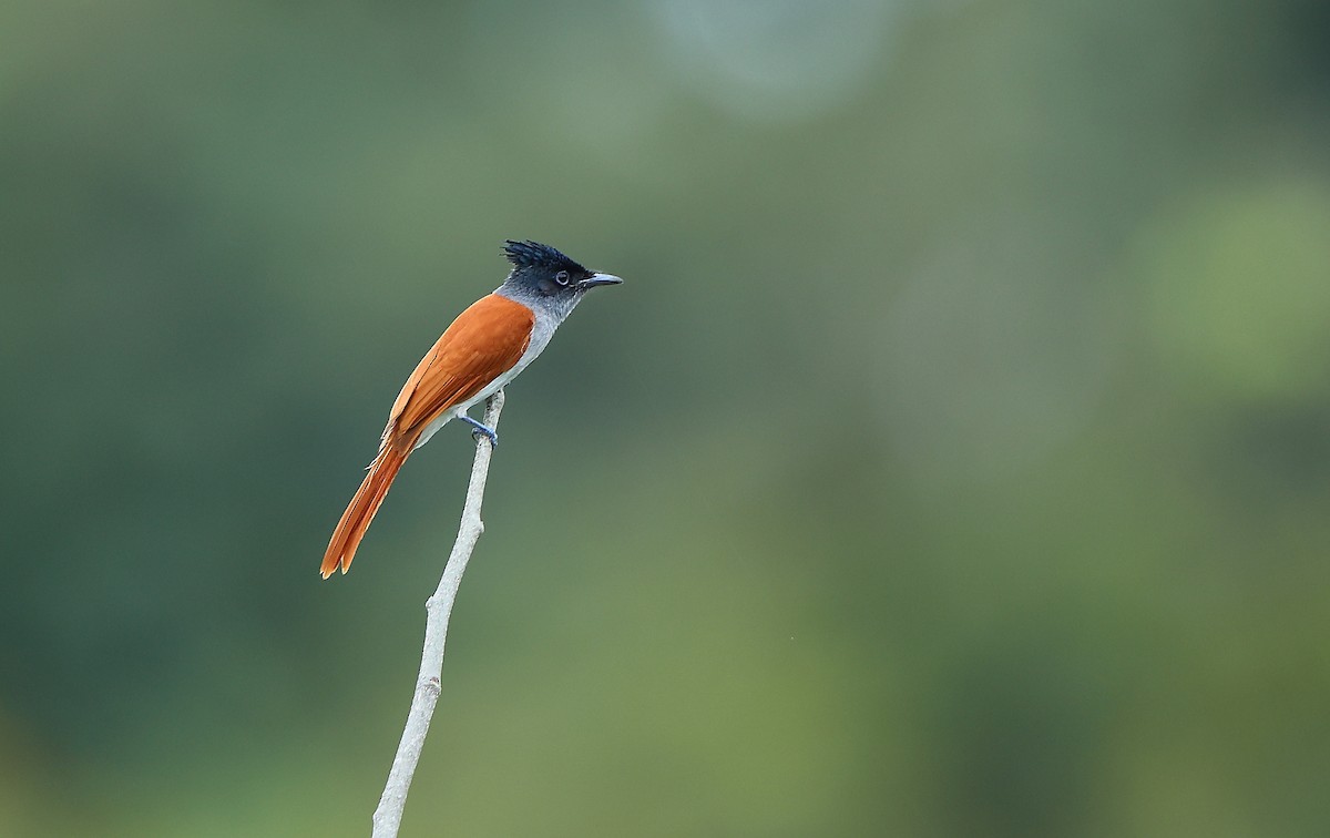 Indian Paradise-Flycatcher - ML644081156