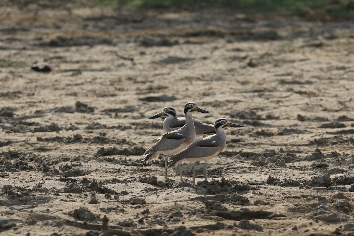 Great Thick-knee - ML644081157