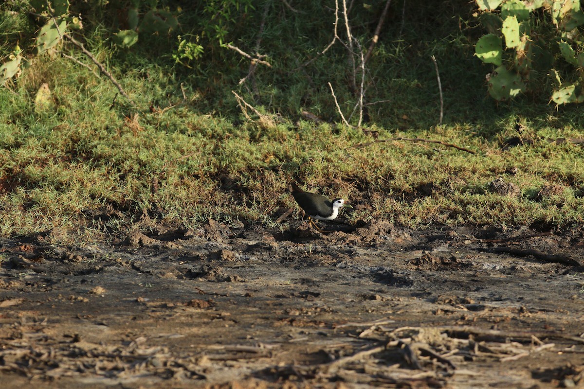 White-breasted Waterhen - ML644081159