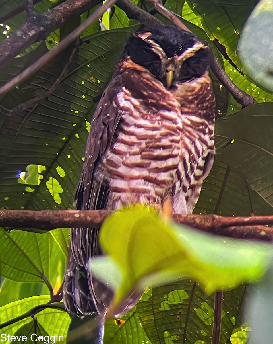 rustkinnugle - ML644081161