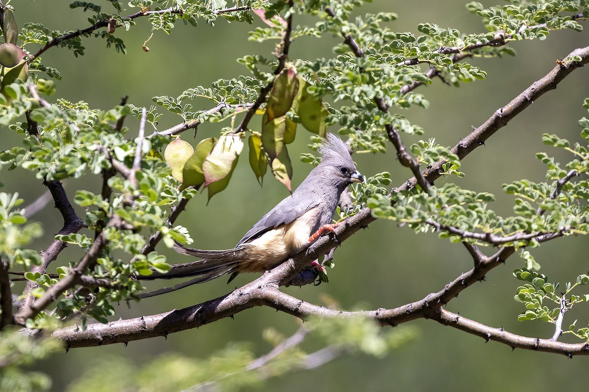 White-backed Mousebird - ML644081162