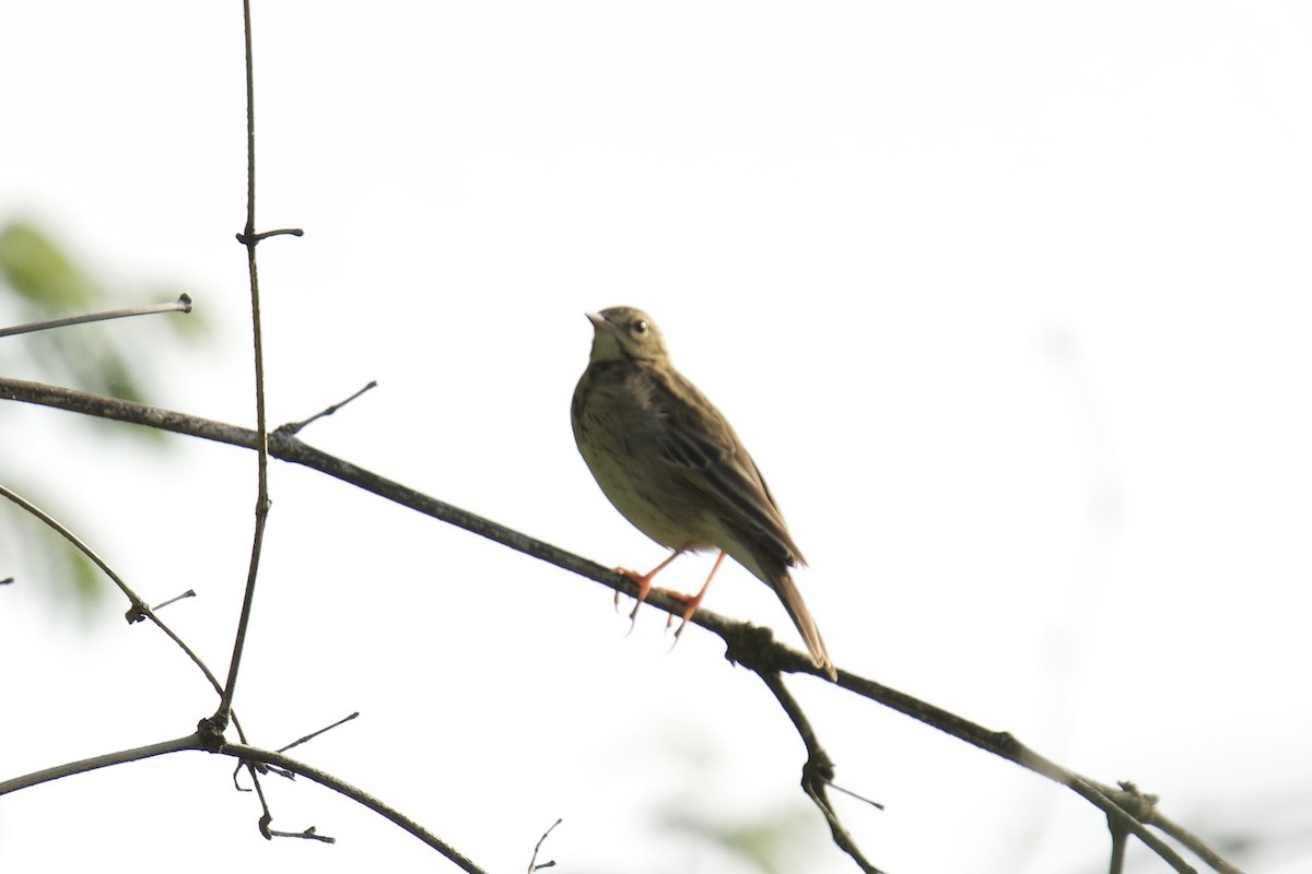 Pipit des arbres - ML644081164