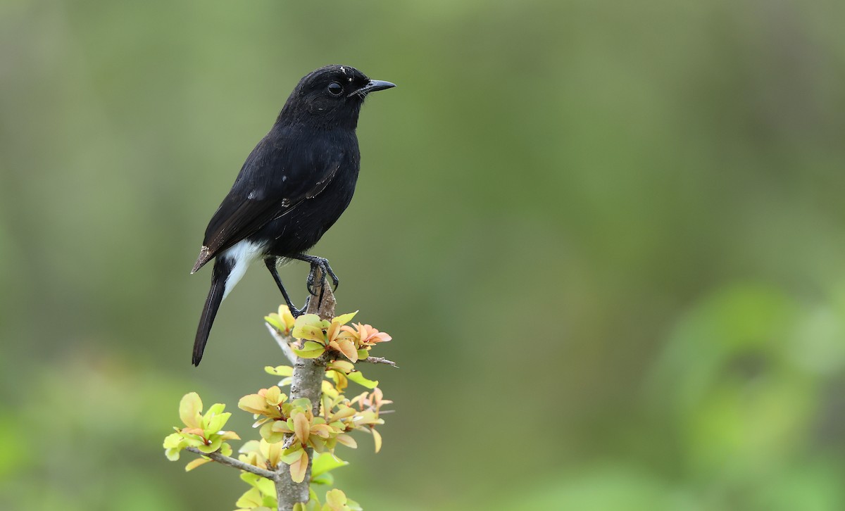 Pied Bushchat - ML644081167