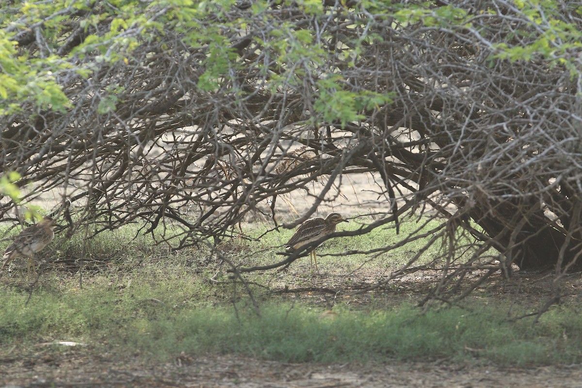 Indian Thick-knee - ML644081168