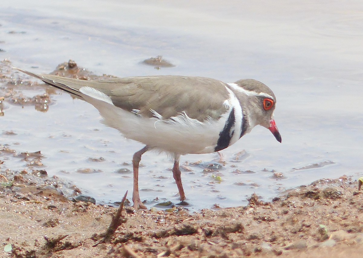 Three-banded Plover - ML644081179