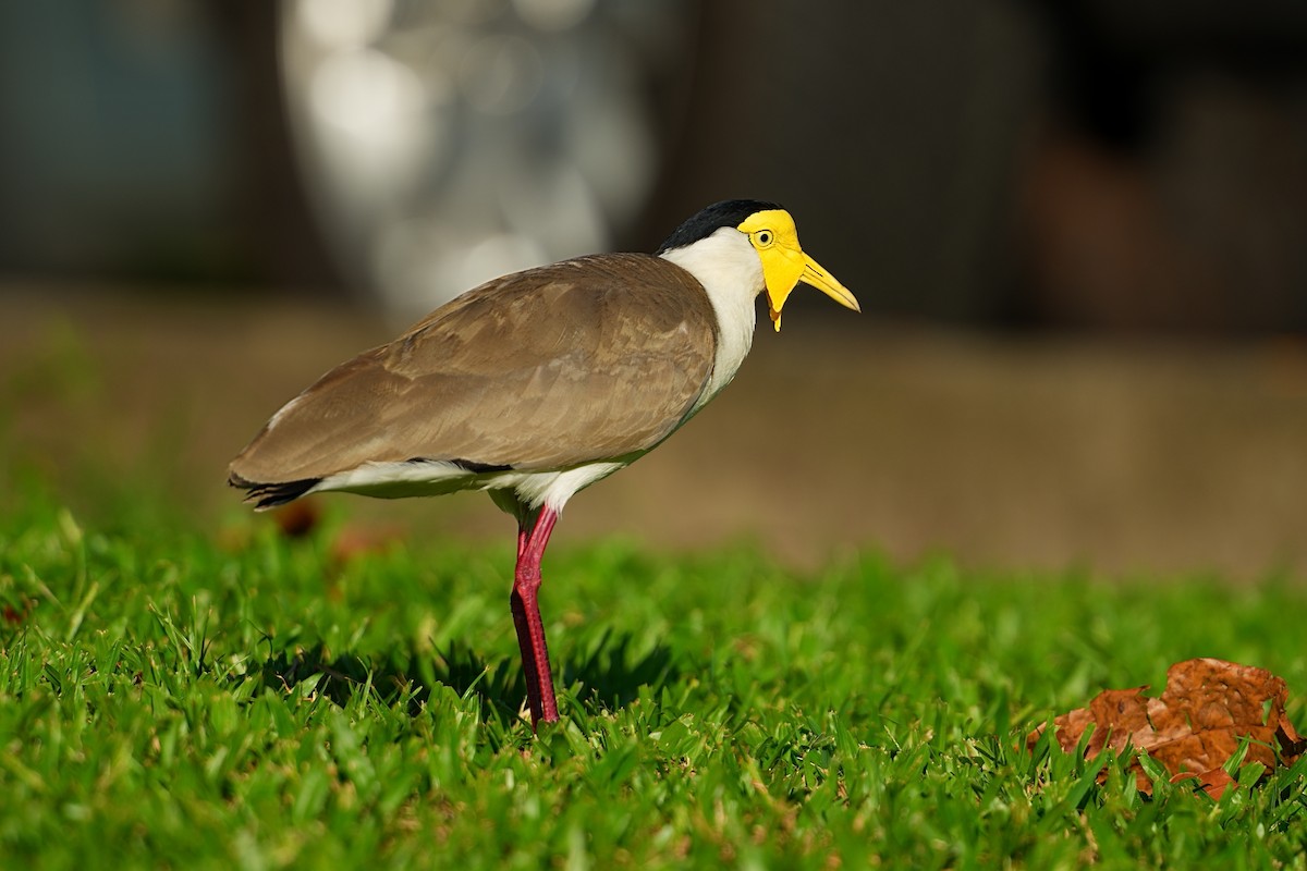 Masked Lapwing (Masked) - ML644081186