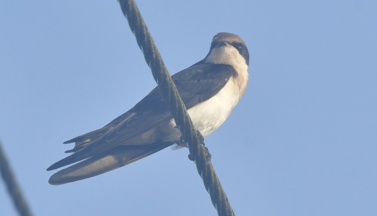 Wire-tailed Swallow - ML644081189